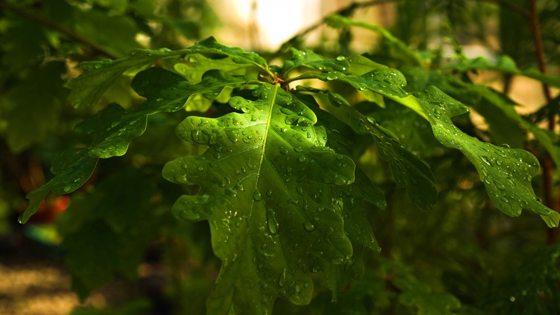 Сочные листья дуба обои