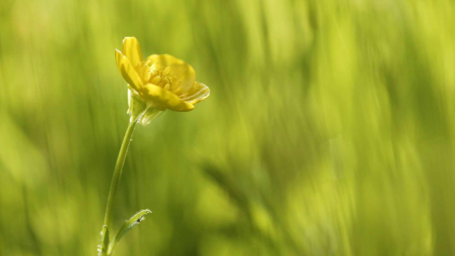 Маленький жёлтый цветочек обои