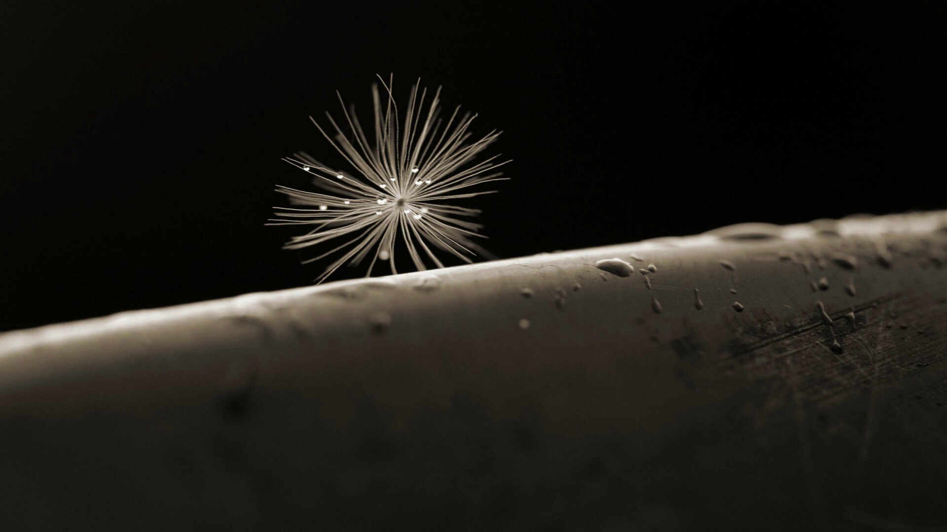 Прилипшая пушинка обои