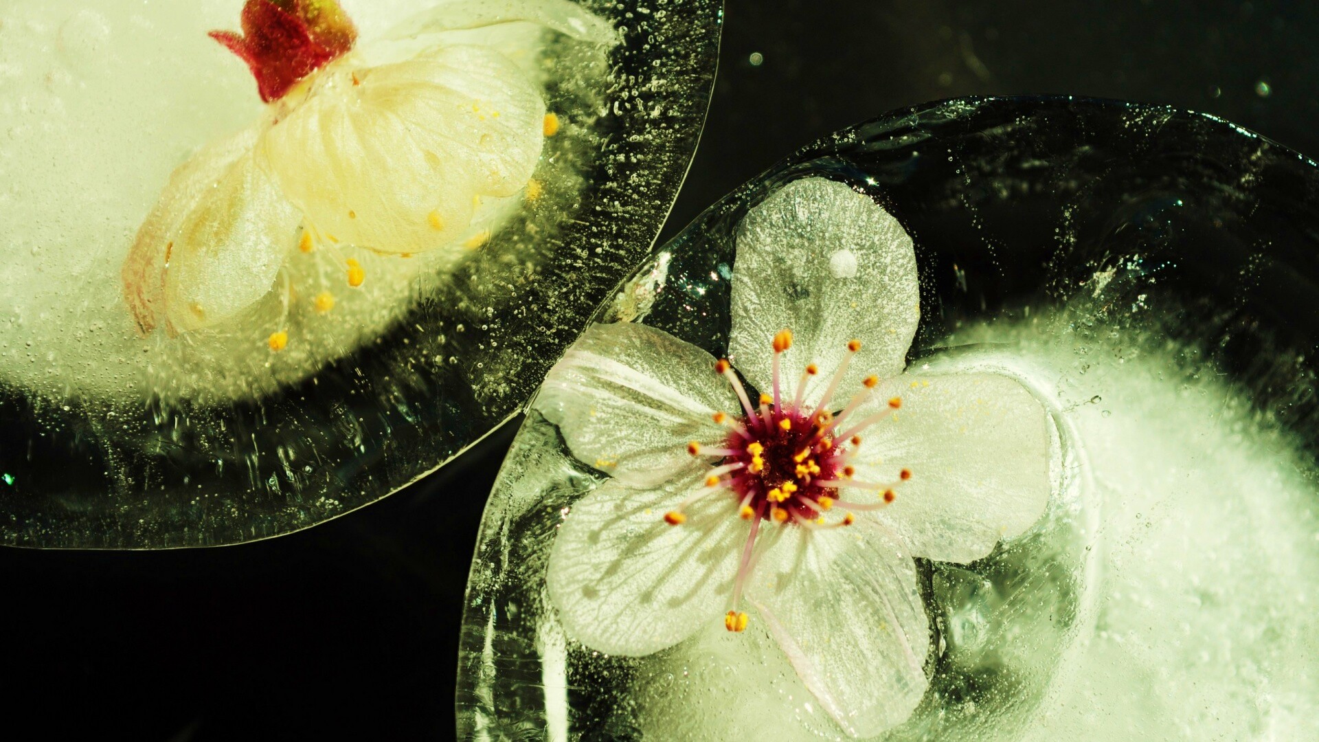 Цветы вишни во льду обои