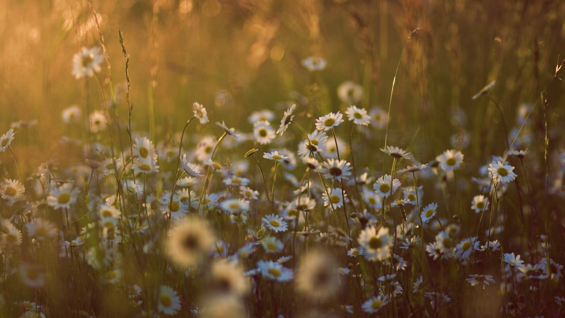 Поле ромашек обои