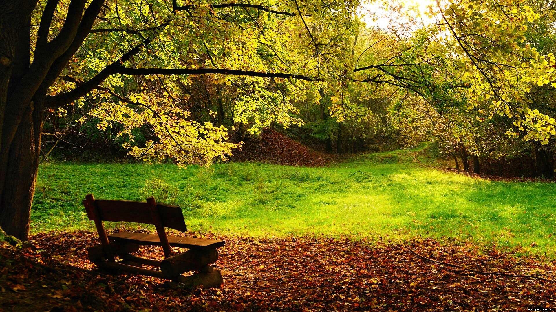 Скамейка под деревом обои