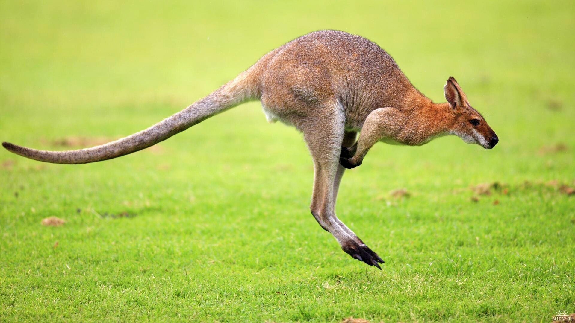 Кенгуру обои