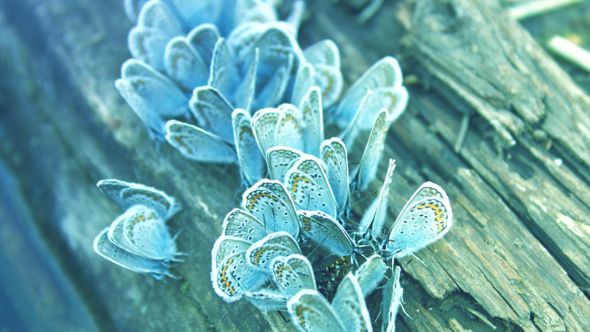 Голубые бабочки обои