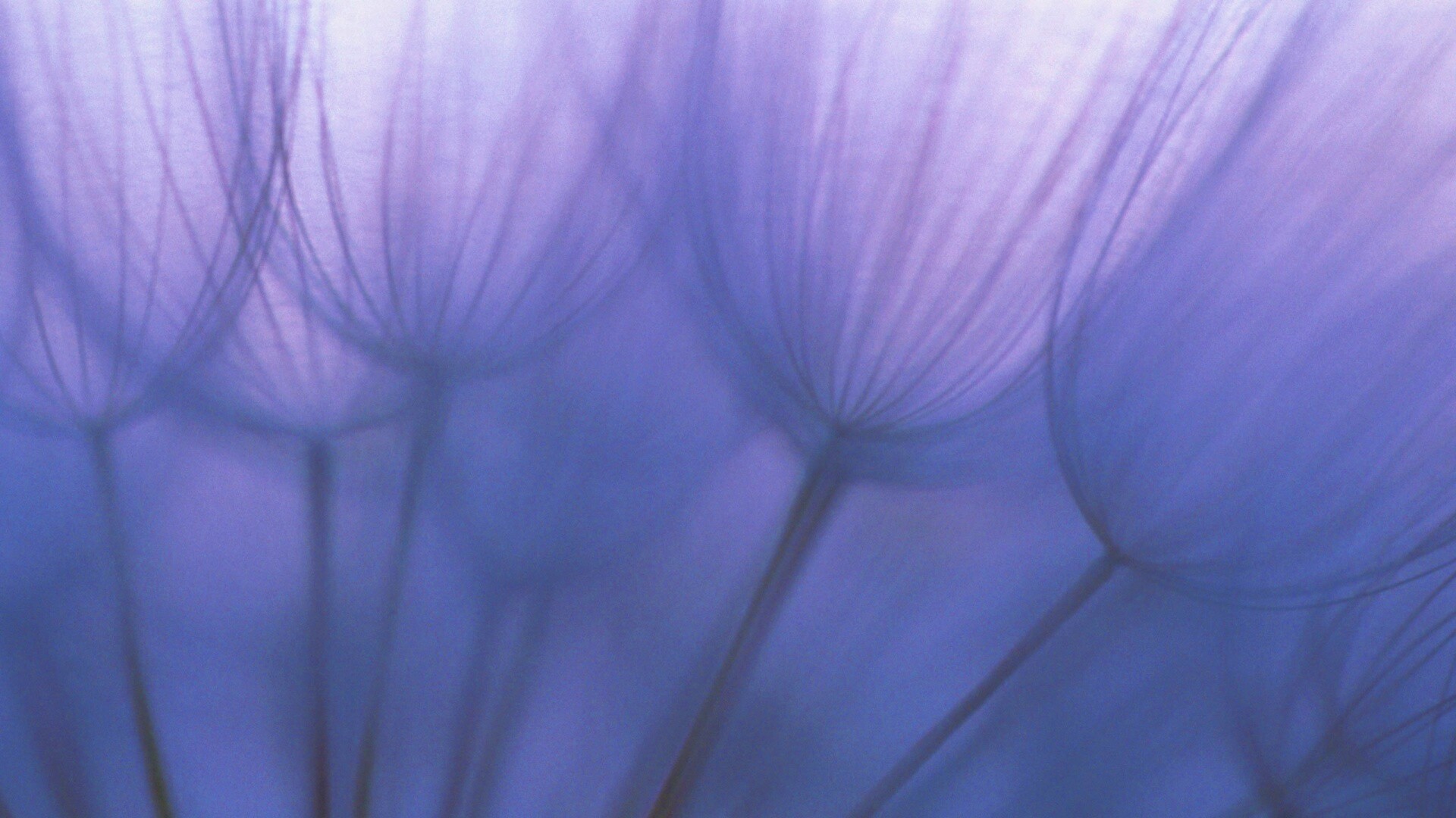 Рисунок одуванчика обои