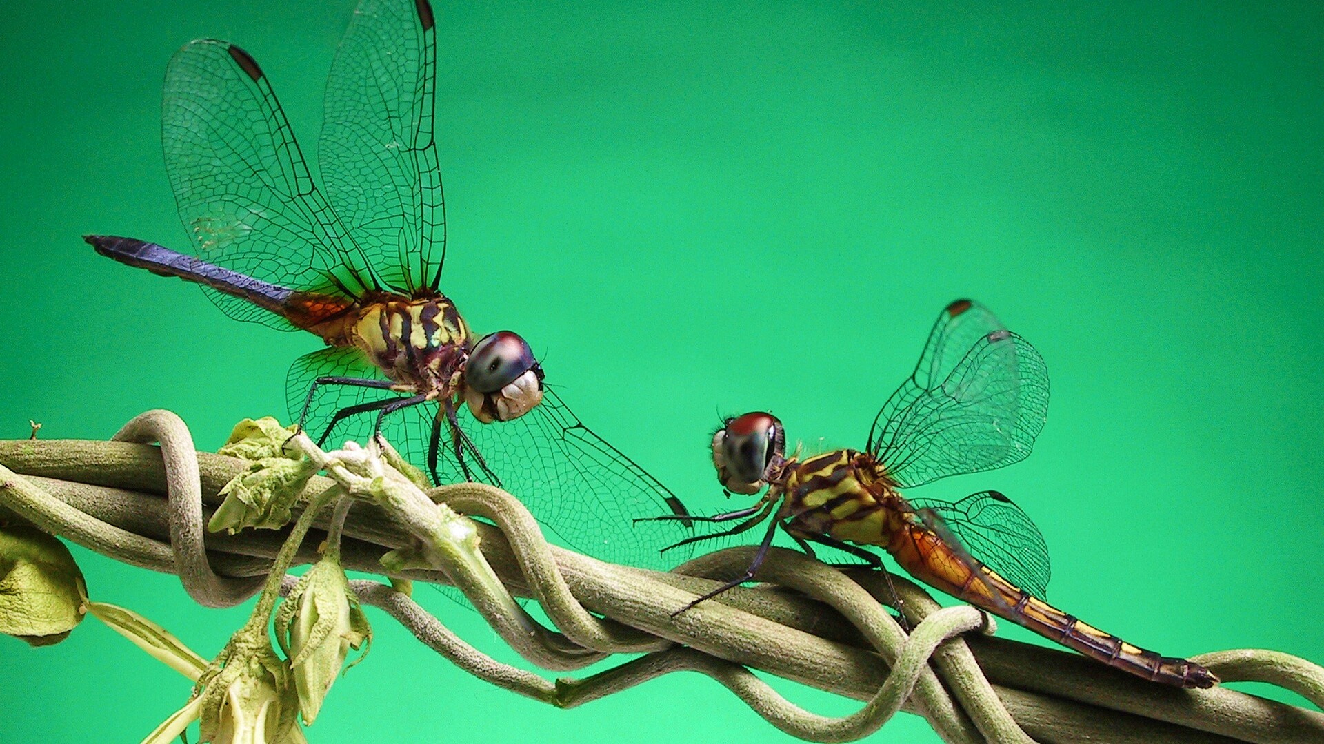 Две стрекозы обои