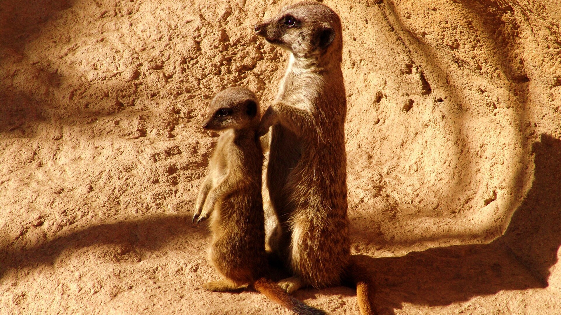 Сурикаты на страже отчизны обои