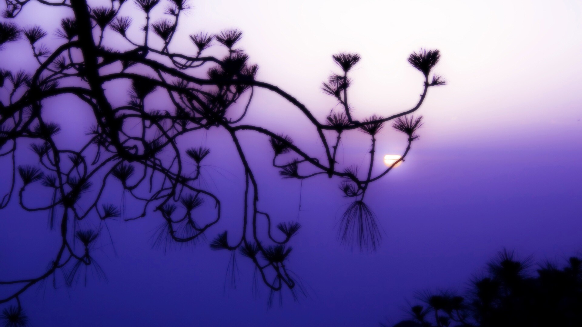 Ленкоранская акация на фоне синего заката обои