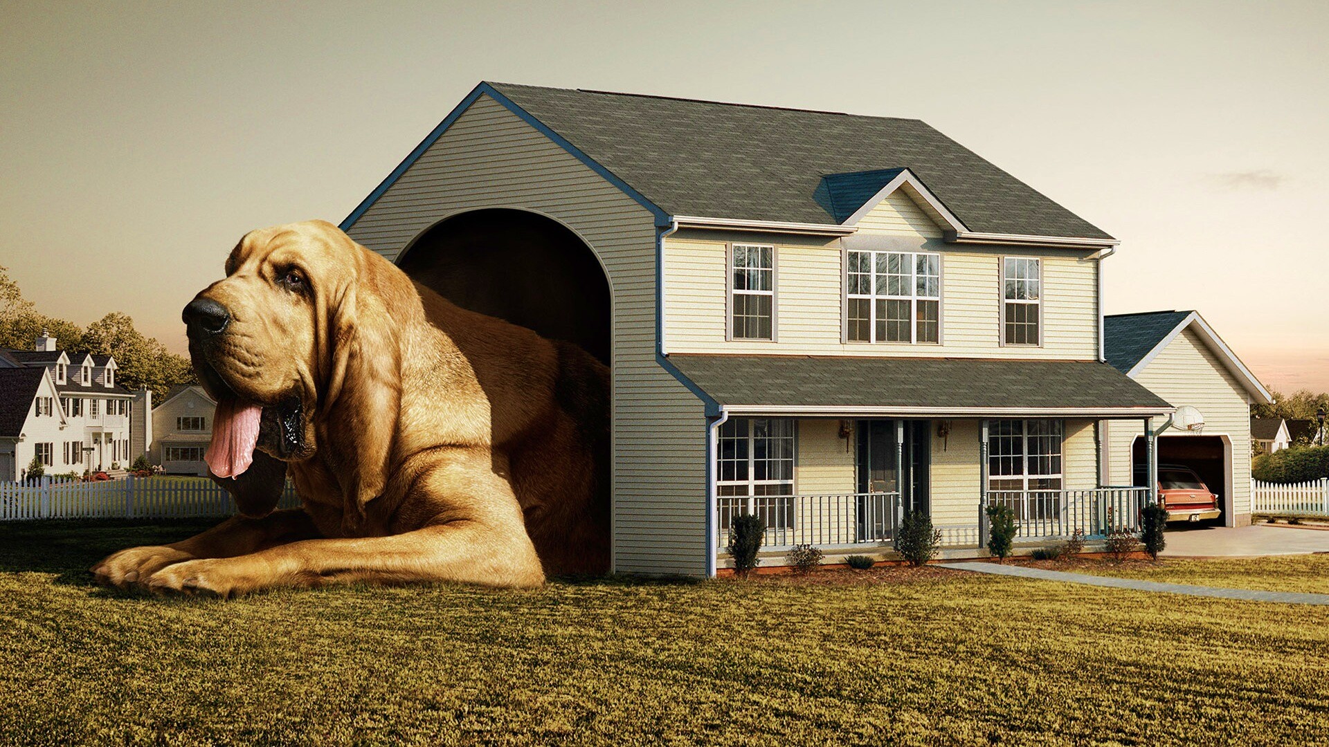 Действительно большая собака обои