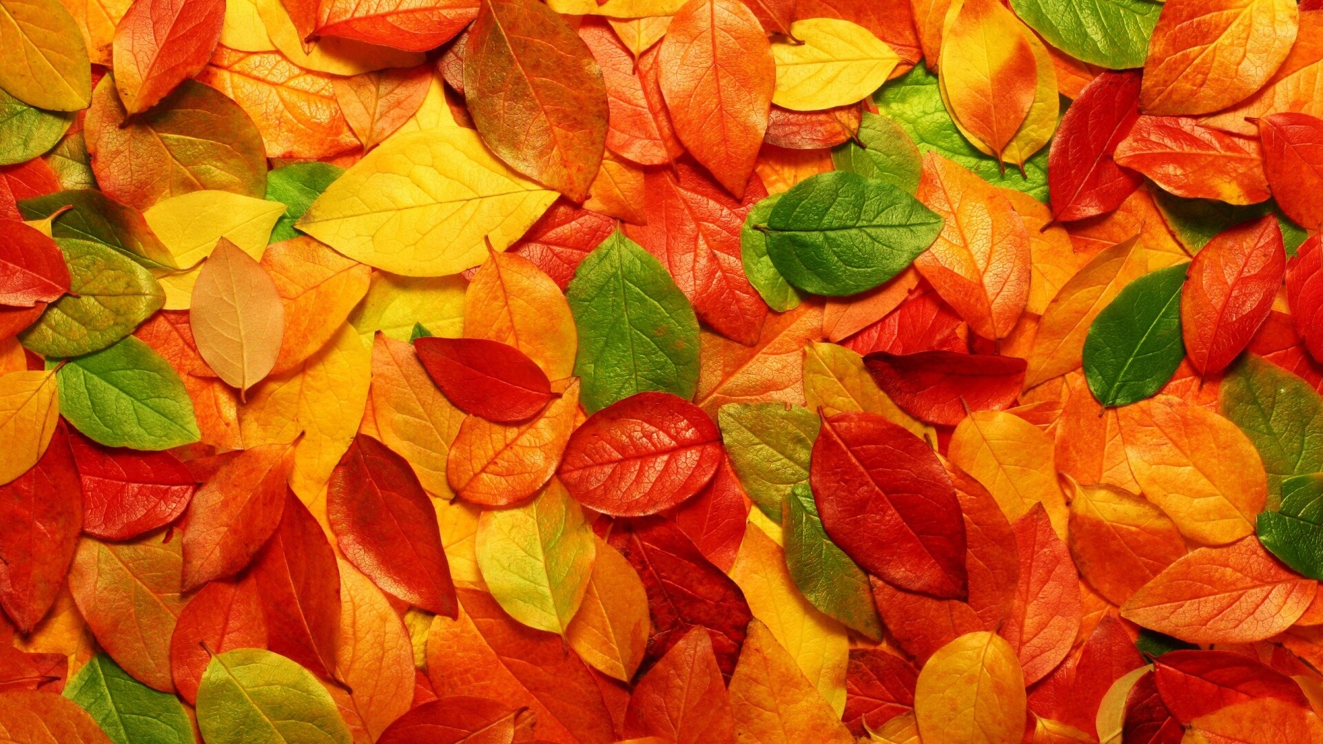 Цветной ковёр из листьев обои