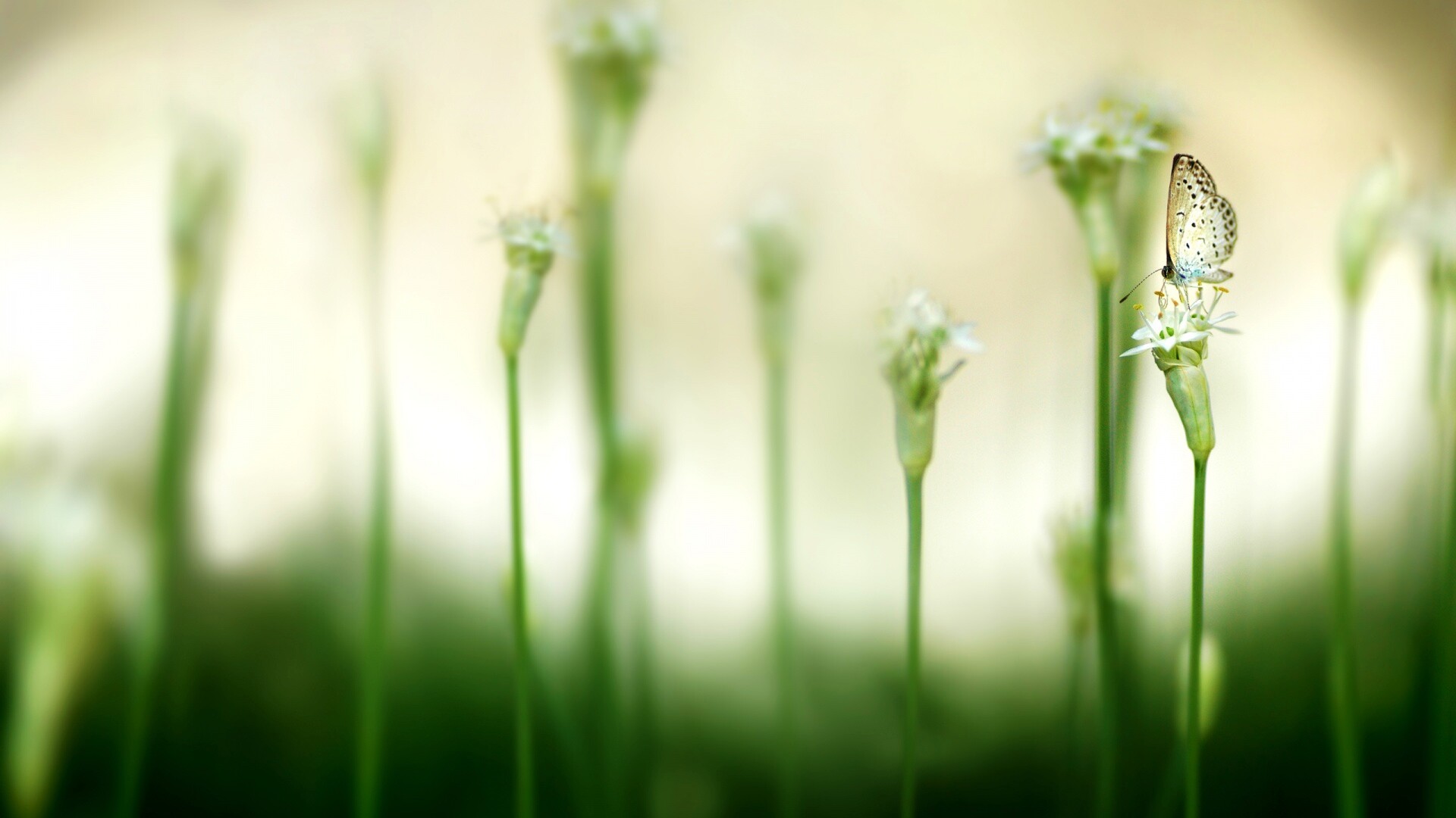 Бабочка на цветке обои