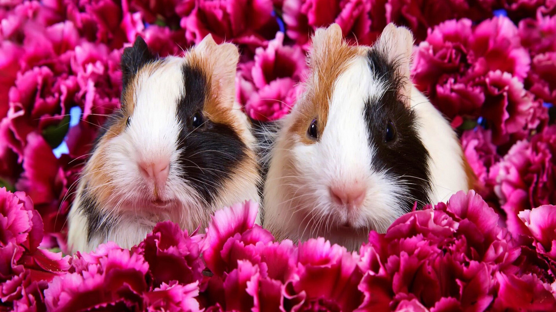 Морские свинки в гвоздиках обои