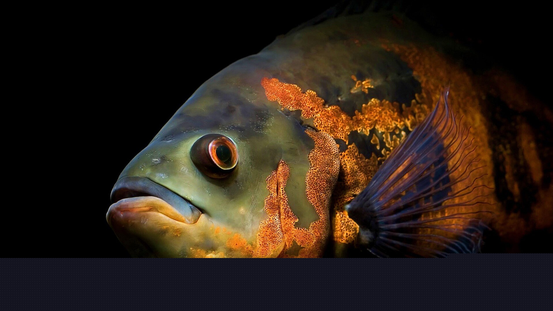 Глубоководный окунь обои