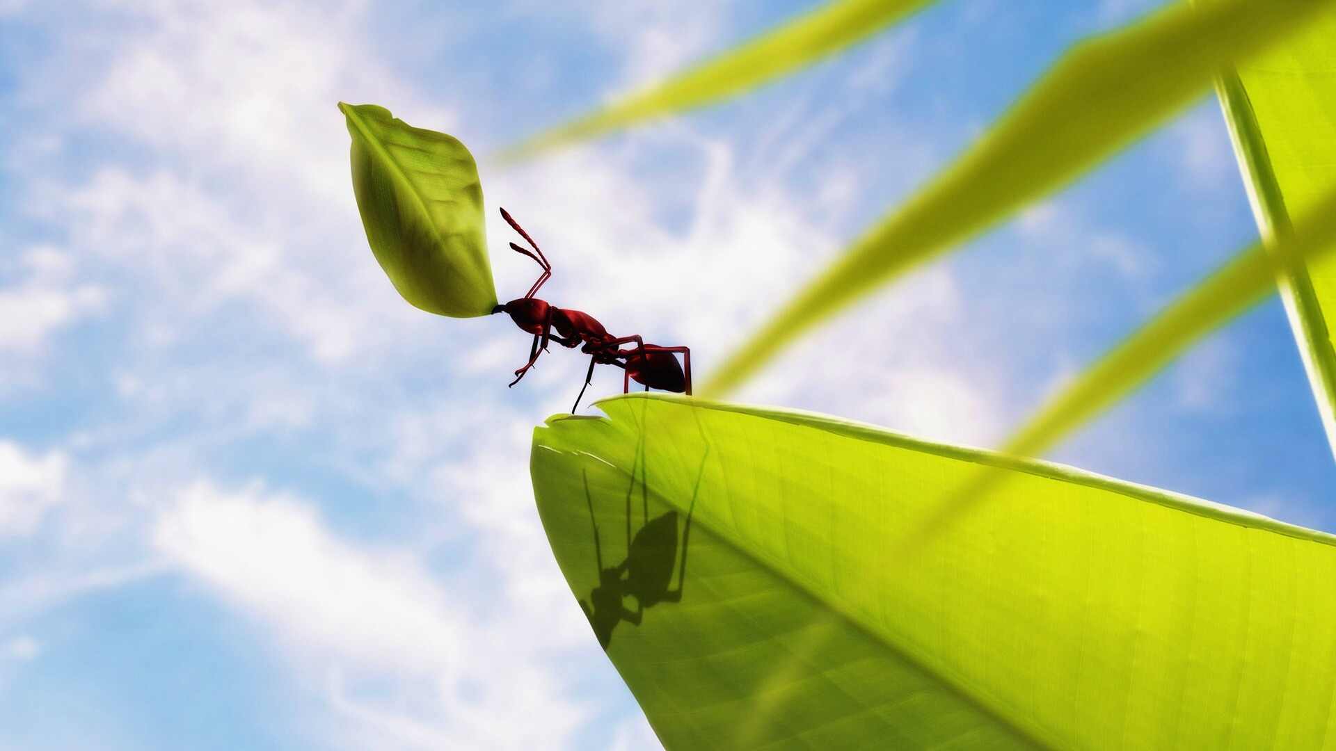 Муравей тащит лист обои