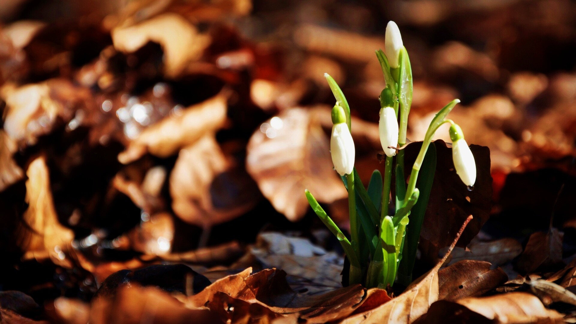 Первые весенние цветы обои