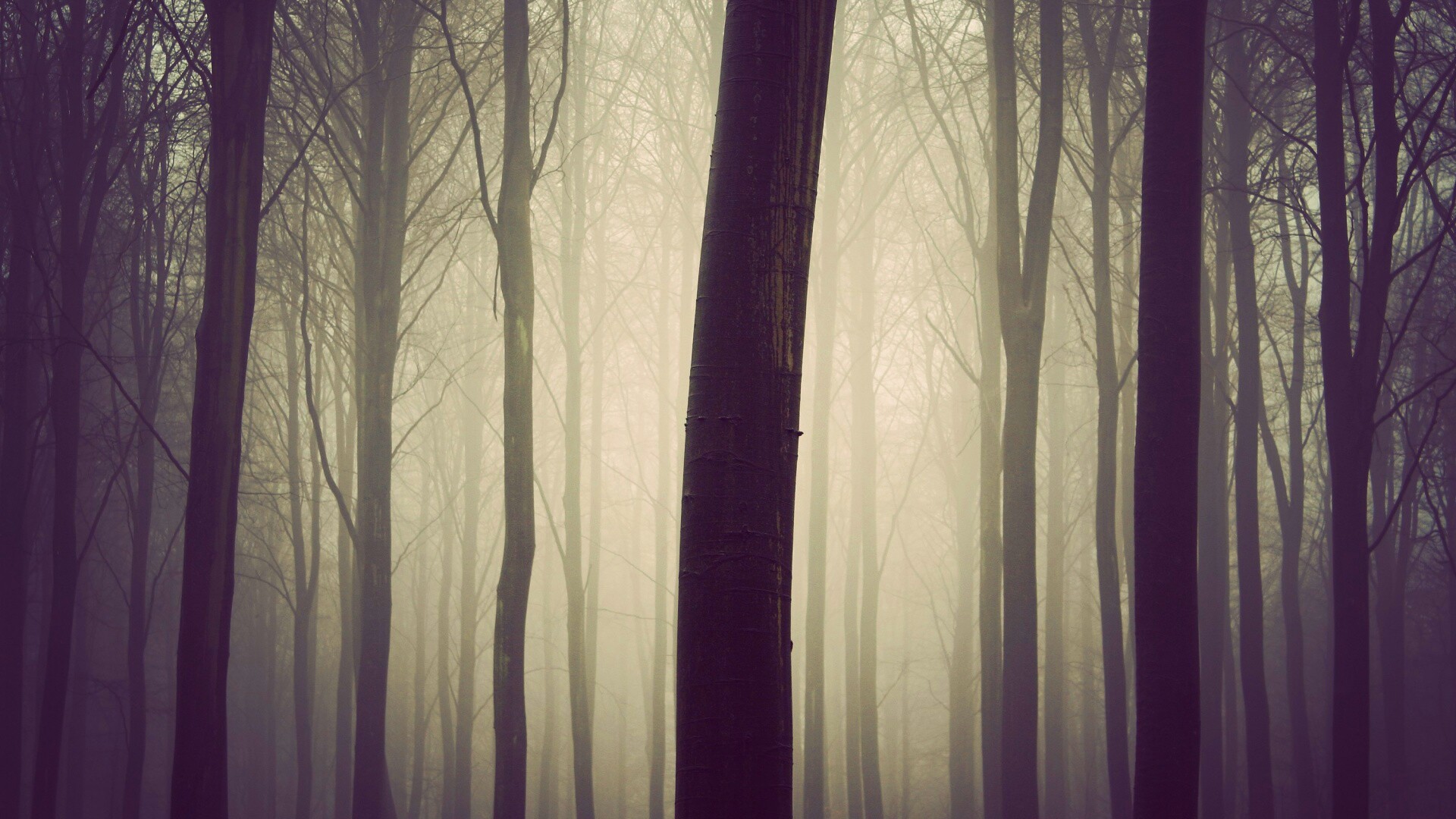 Туман в лесу обои