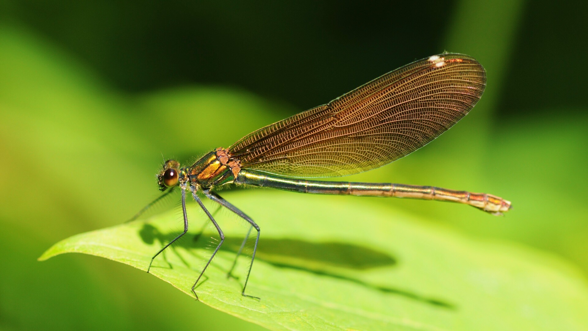 Стрекоза на листе обои