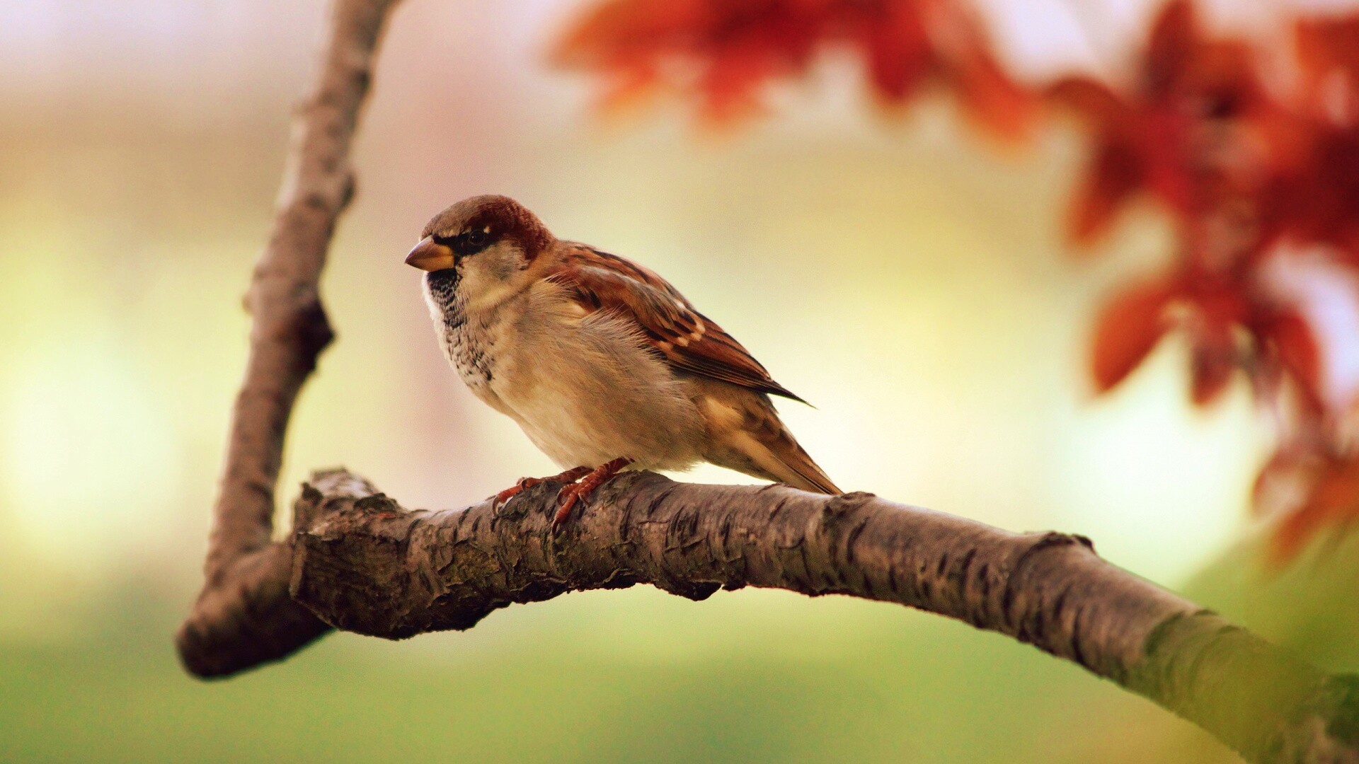 Птичка на ветке обои