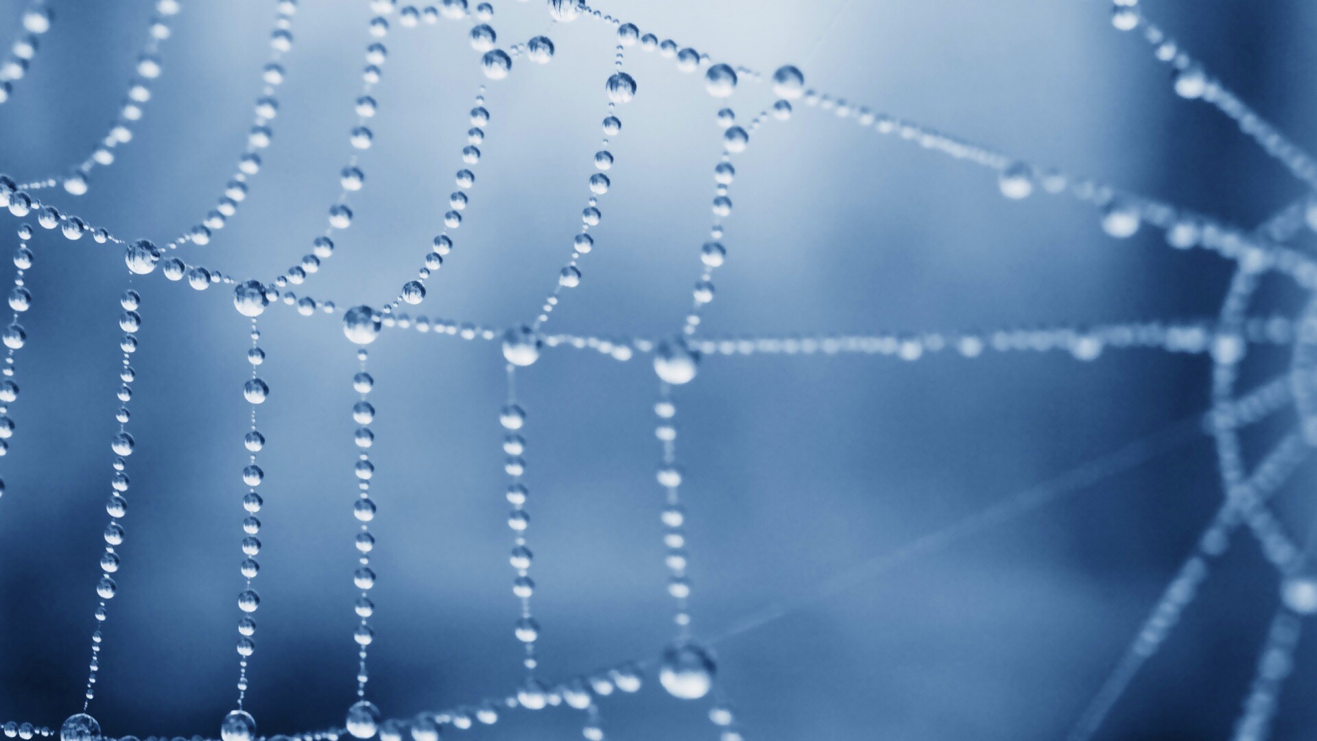 Капли росы на паутине обои