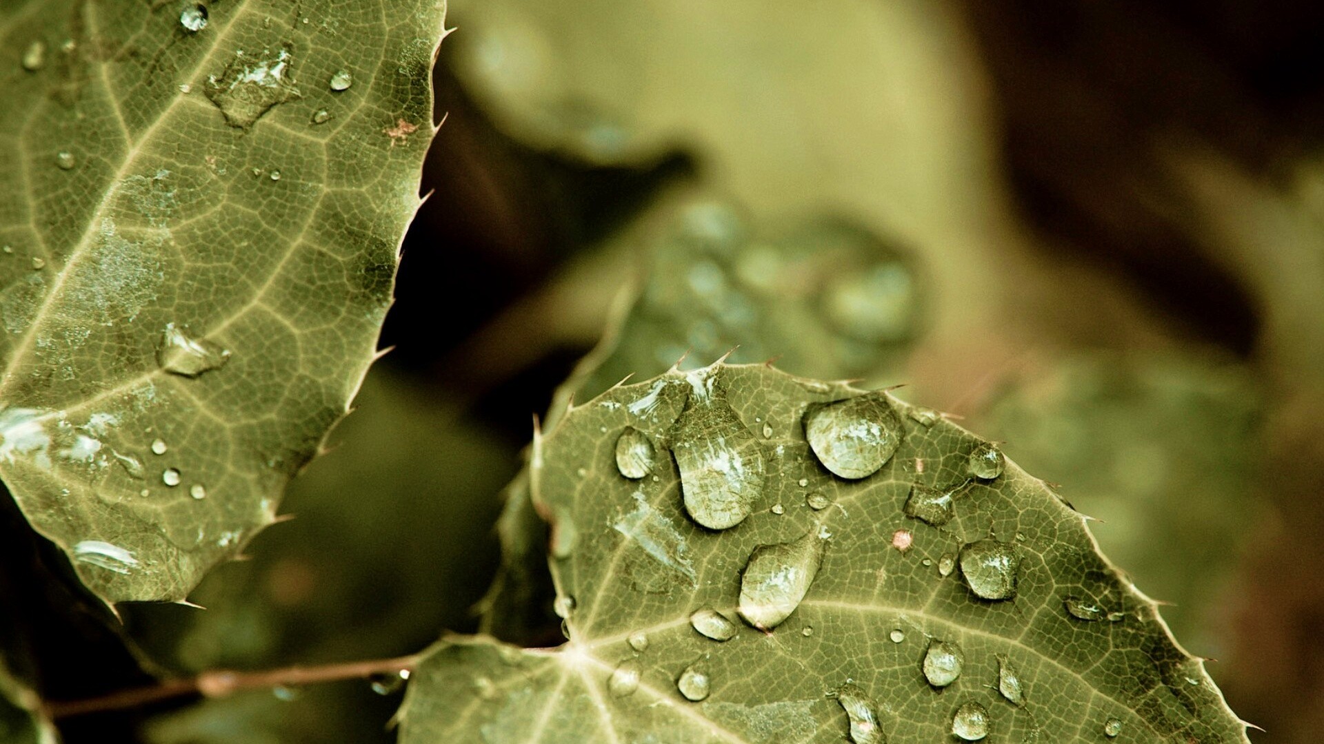 Капельки росы на листьях обои