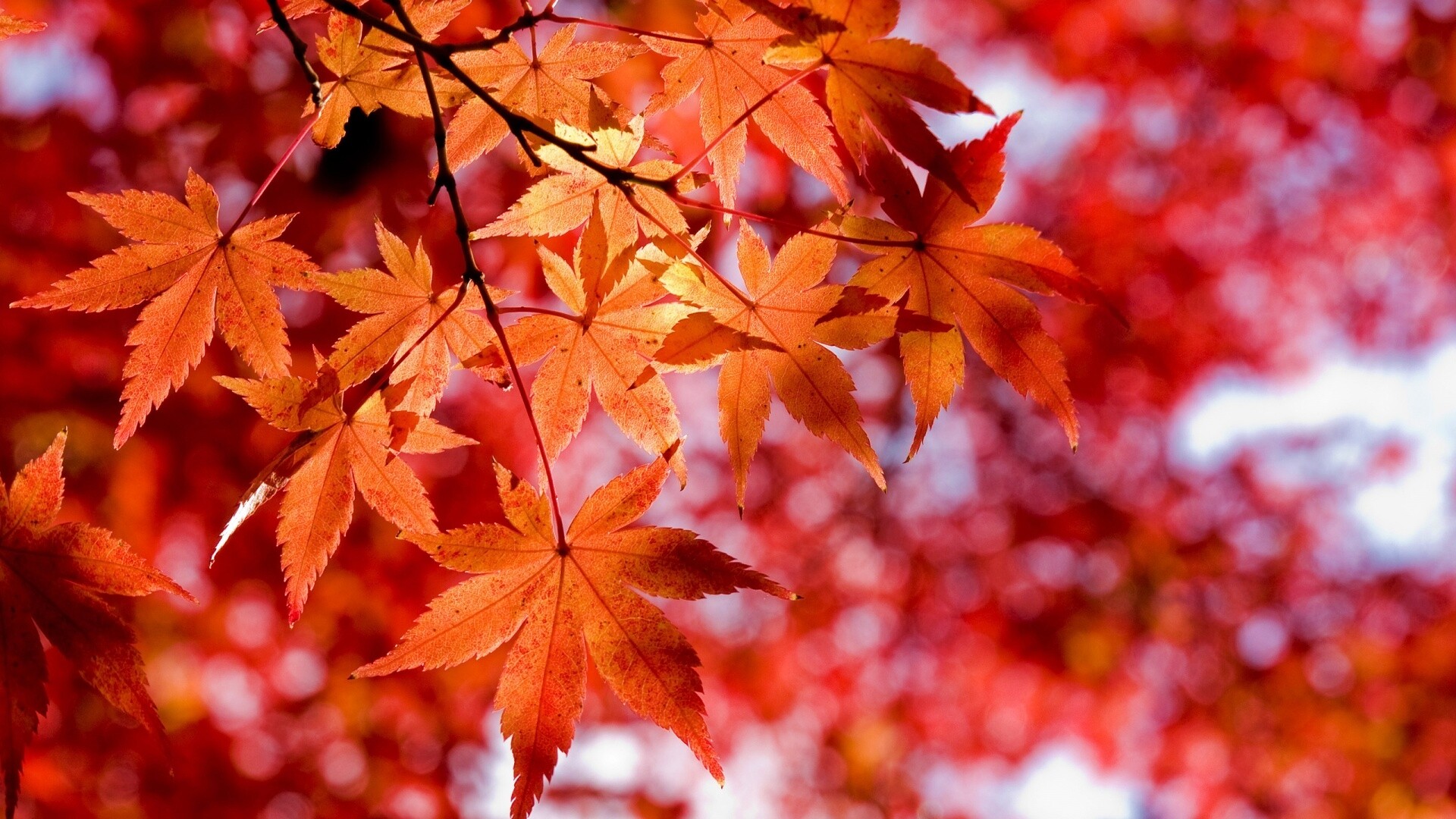 Осенние листья обои