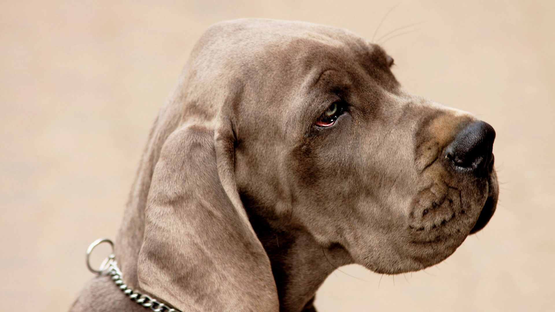 Грустная собака обои