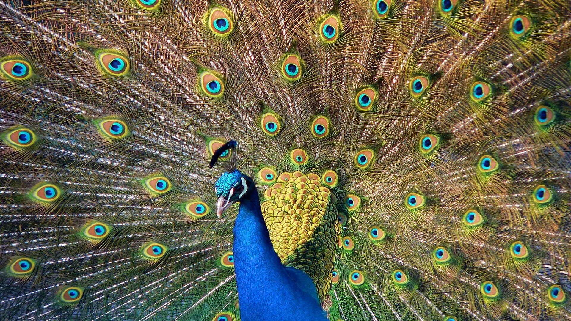 Павлин, говоришь... обои