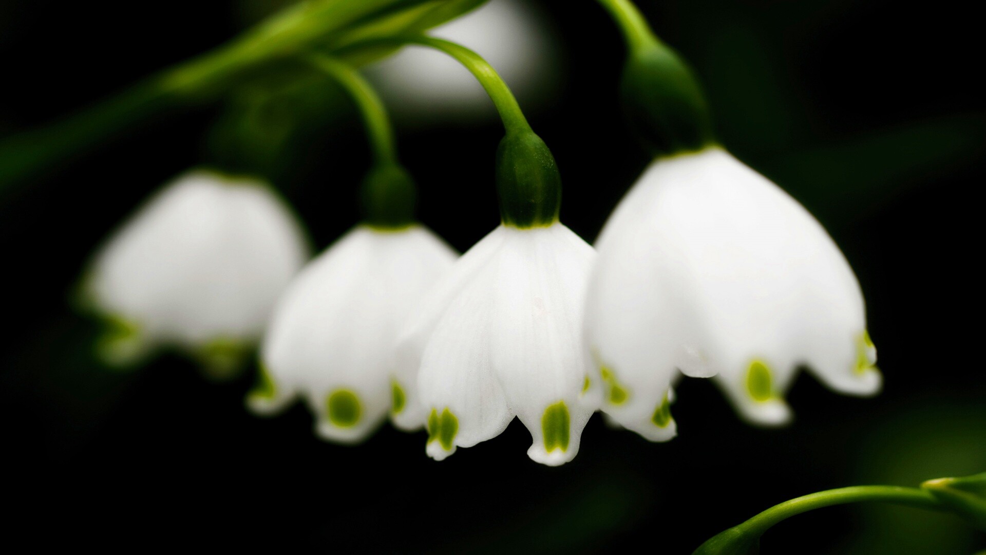 Белые ландыши обои