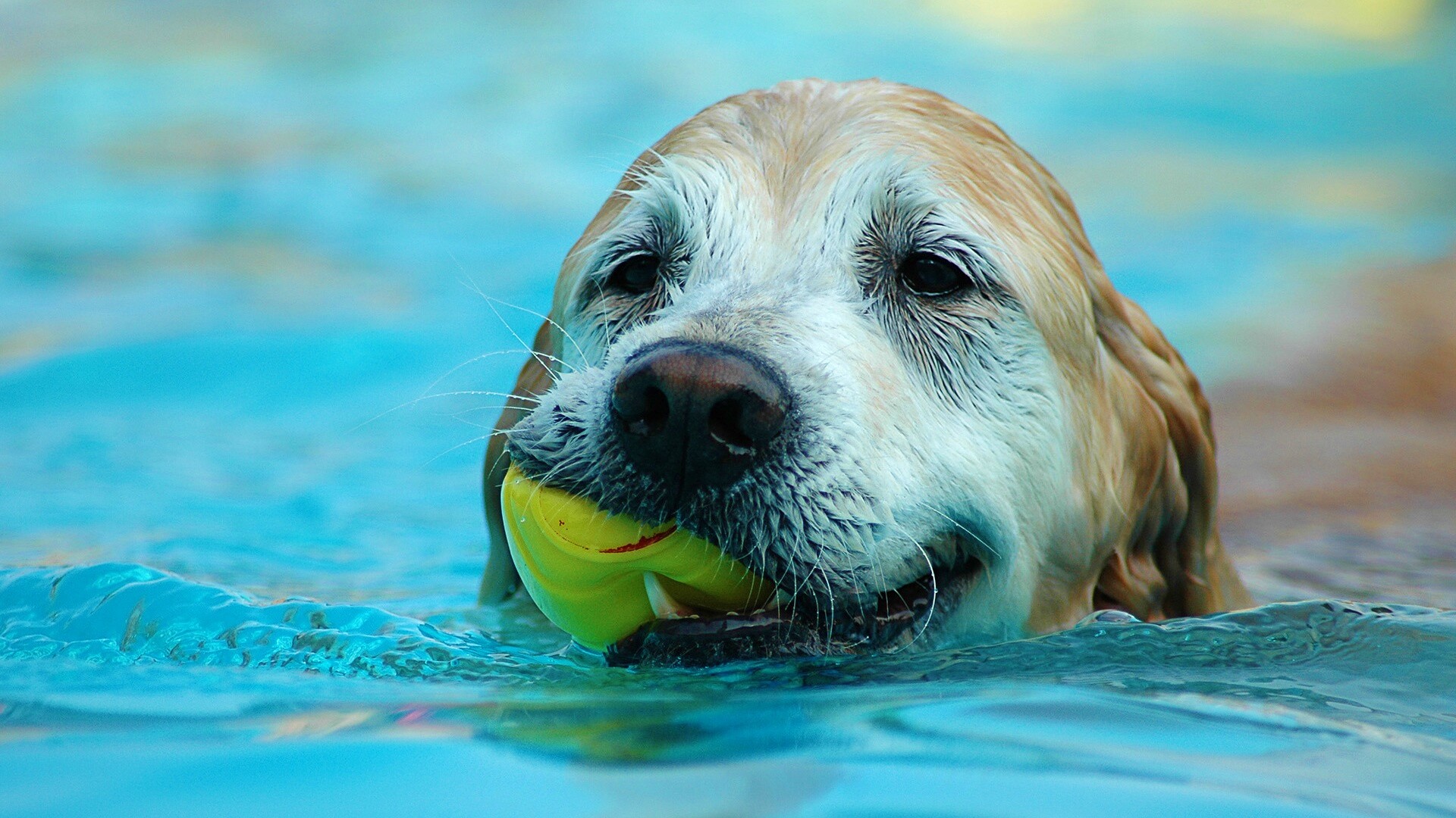 Пёс с игрушкой в зубах обои