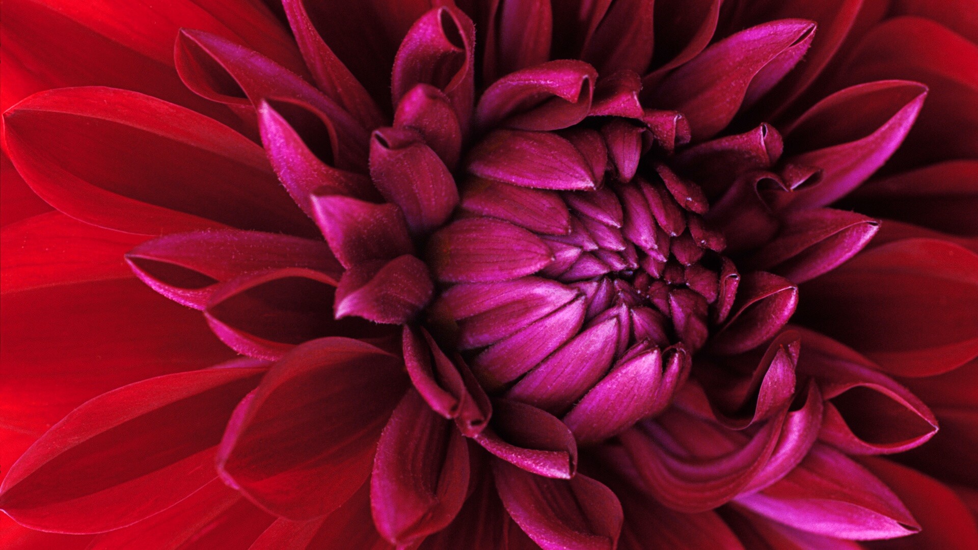 Цветок обои