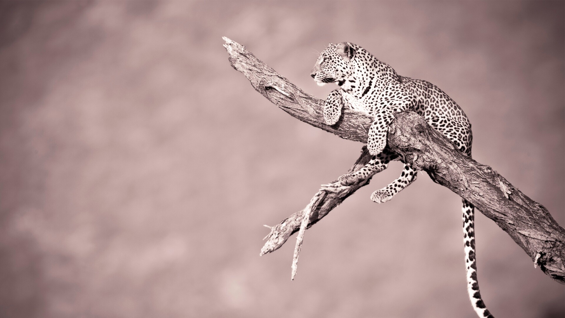 Ягуар на дереве обои