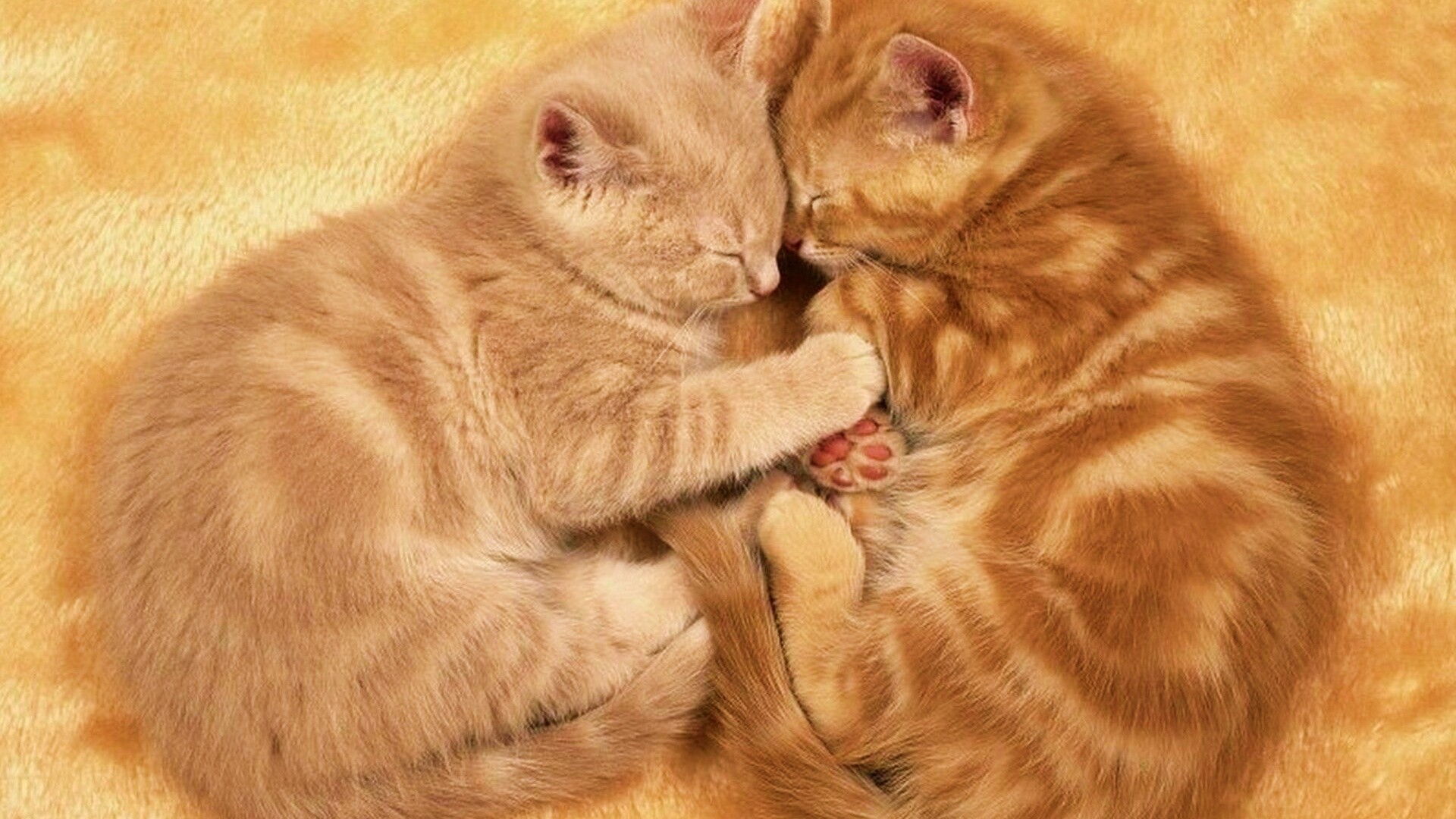 Рыжие котята в обнимку обои