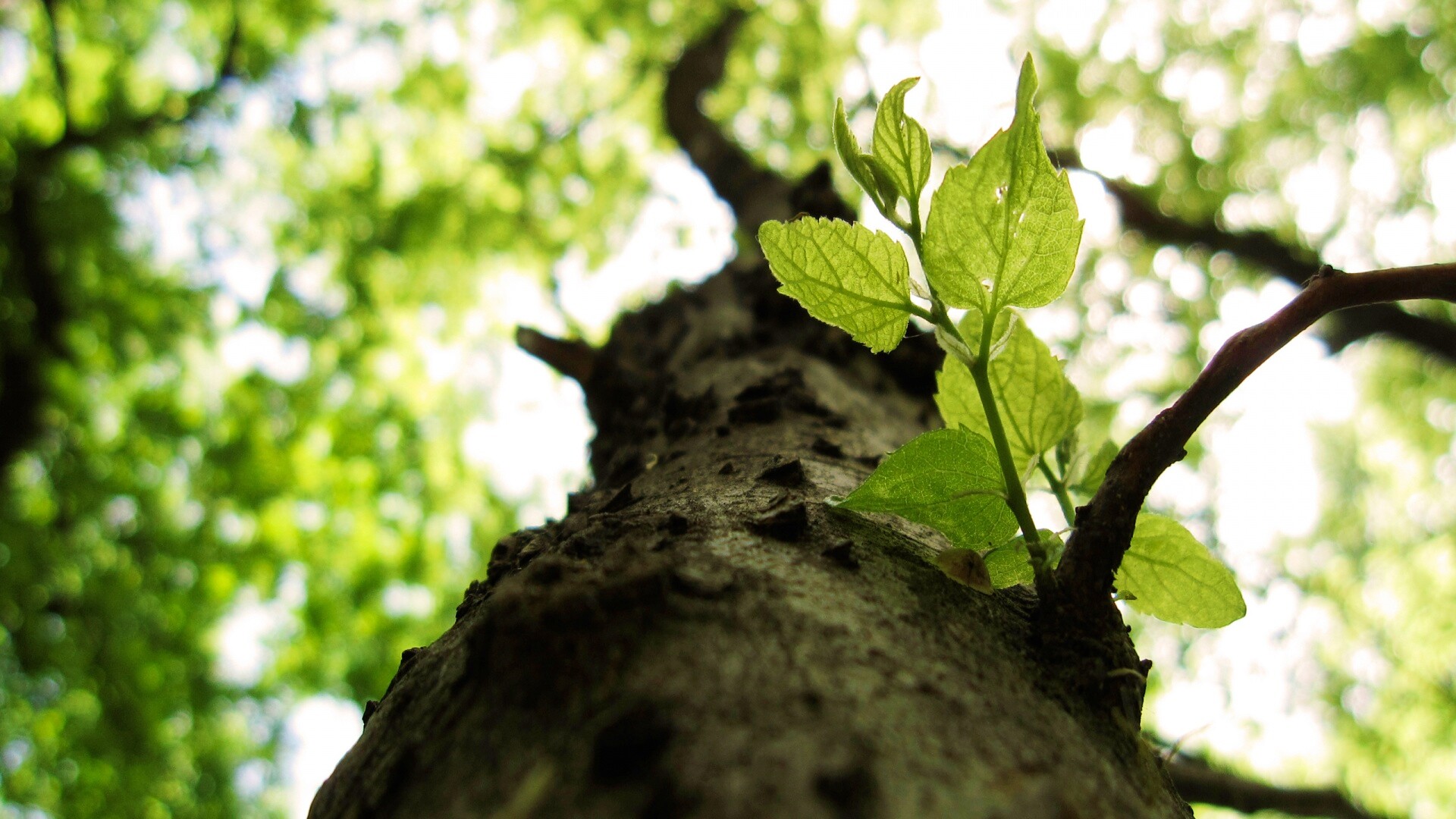 Ствол дерева обои