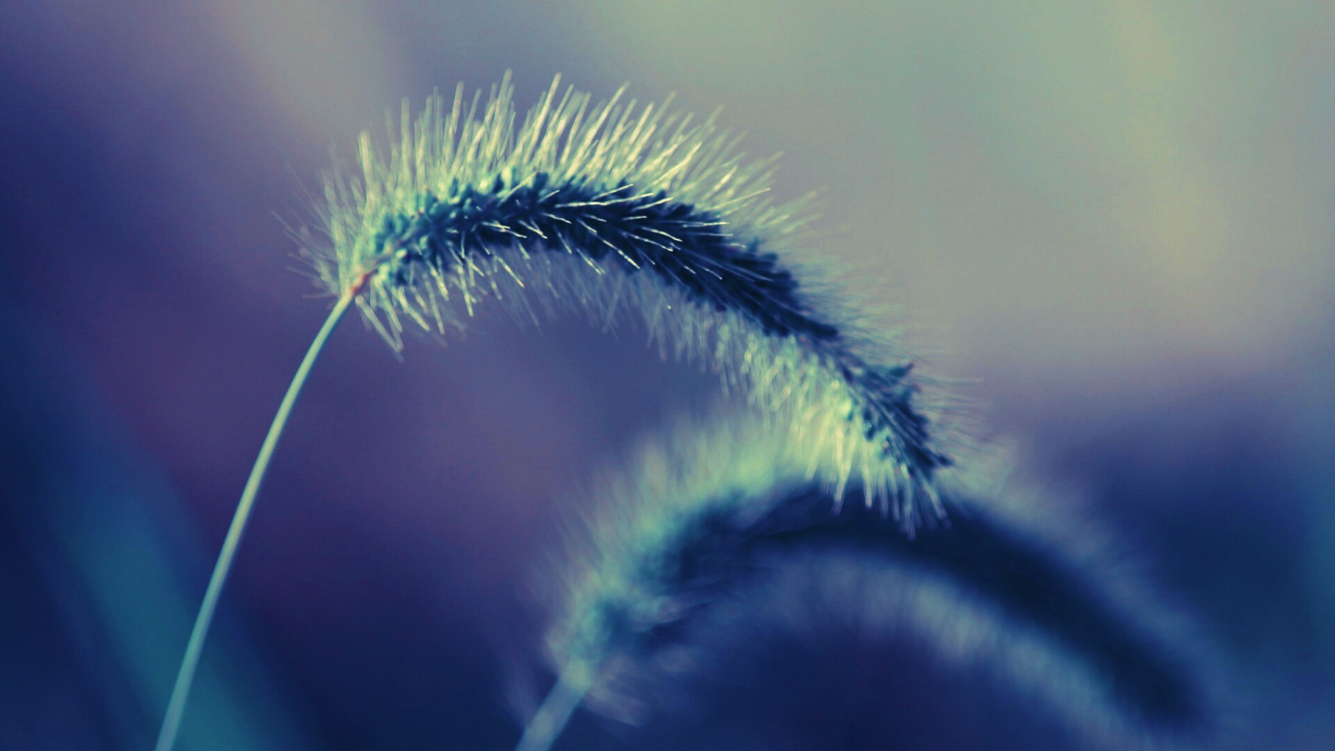 Травинка обои