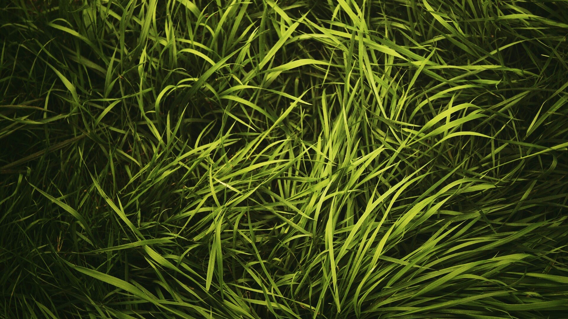 Блеклая трава обои