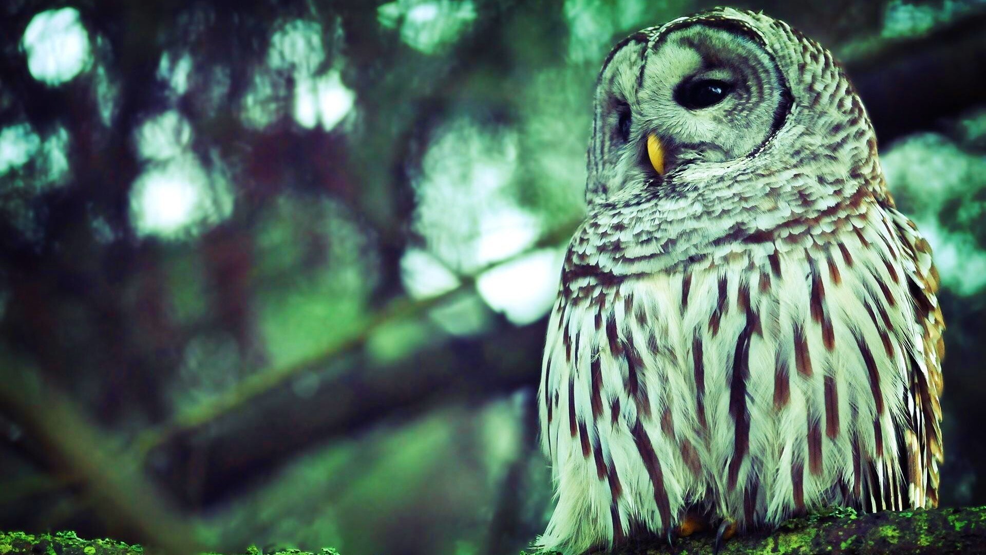 Сова на ветке обои