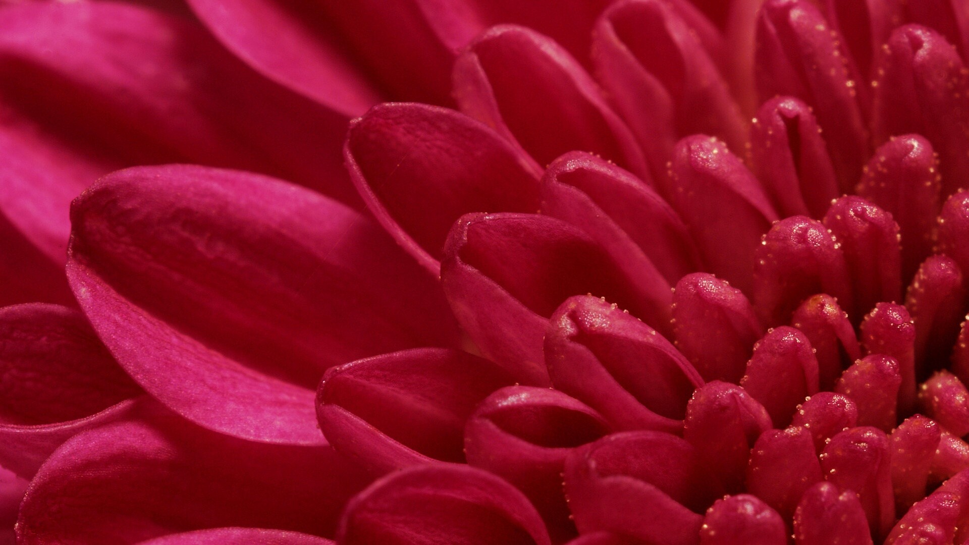 Лепестки хризантемы обои