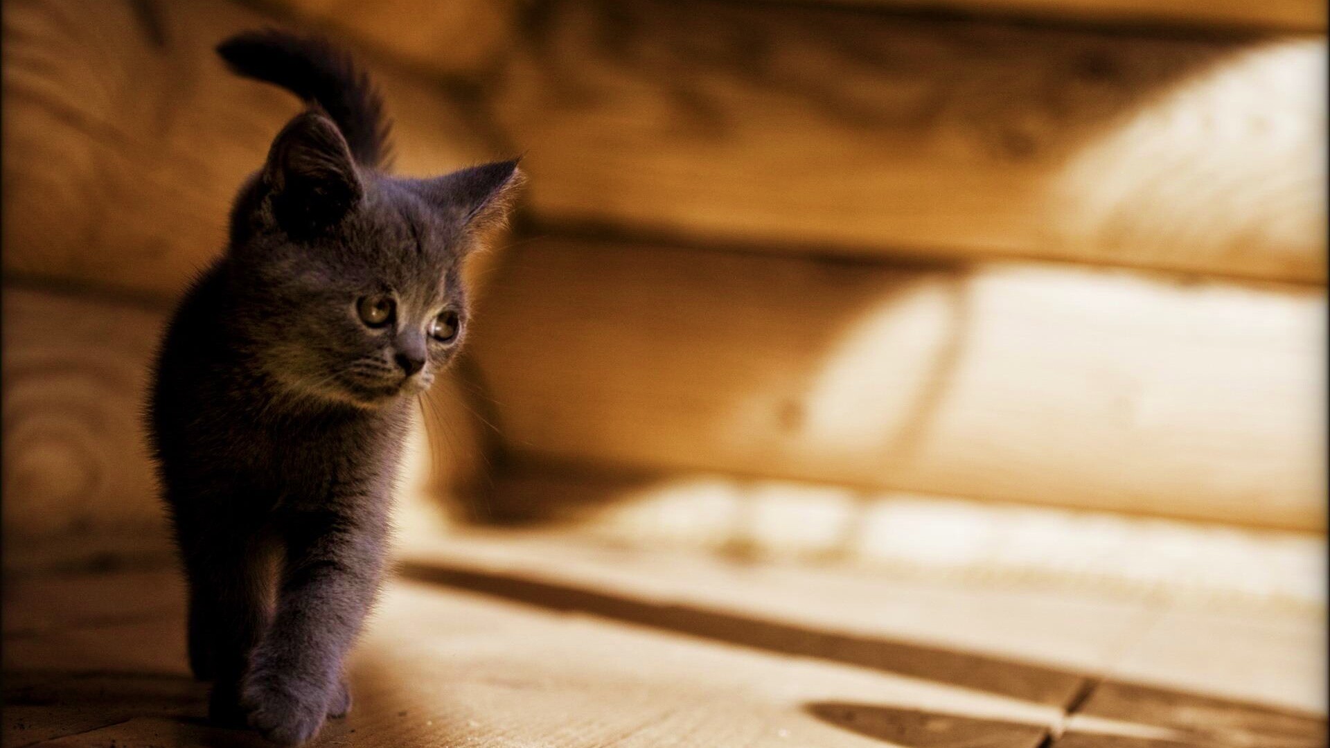 Маленький дымчатый котенок обои