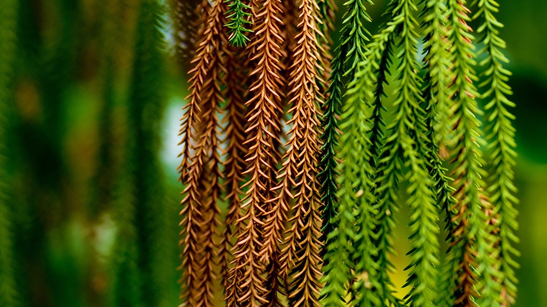 Зеленые колючки обои