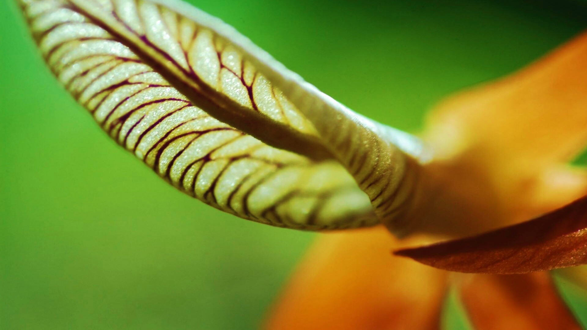 Сетчатый лист обои