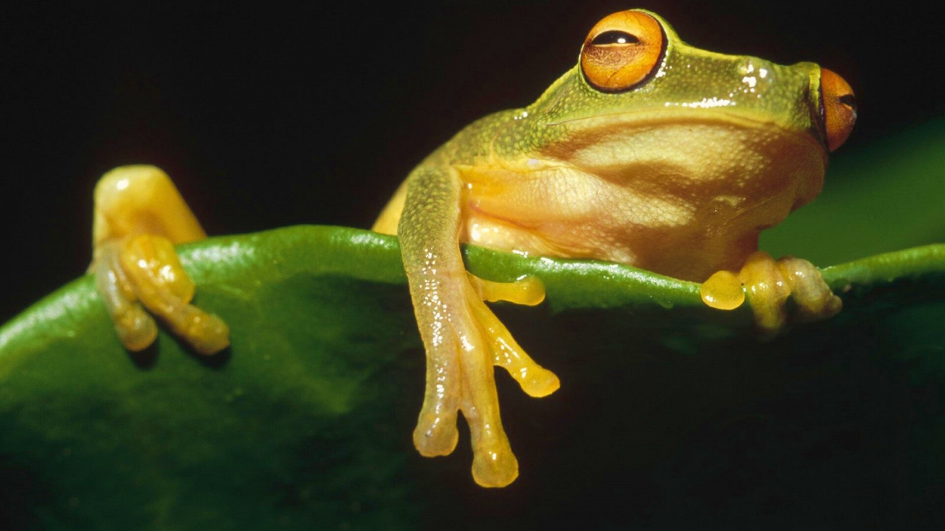 Лягушка на отдыхе обои