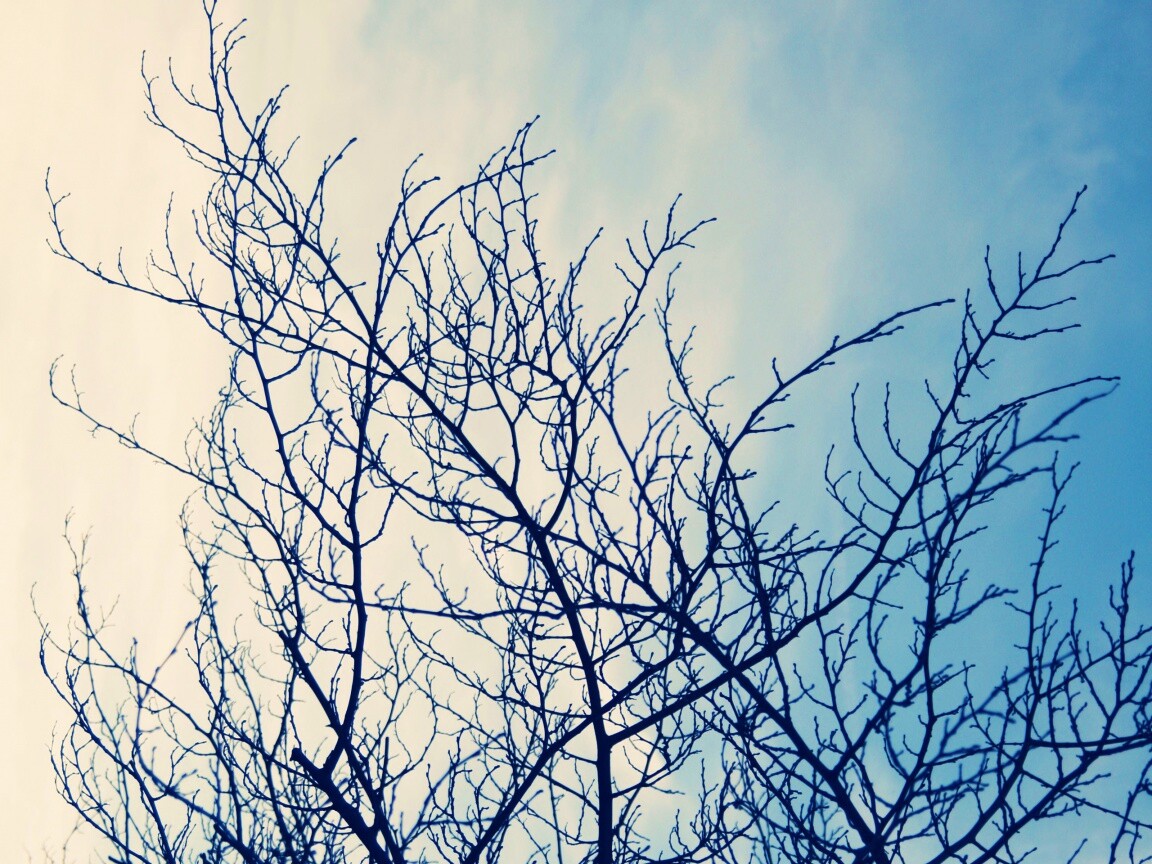 Ветвистое дерево обои