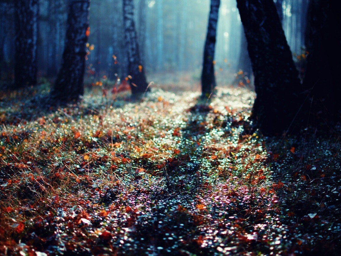 Лесная земля обои