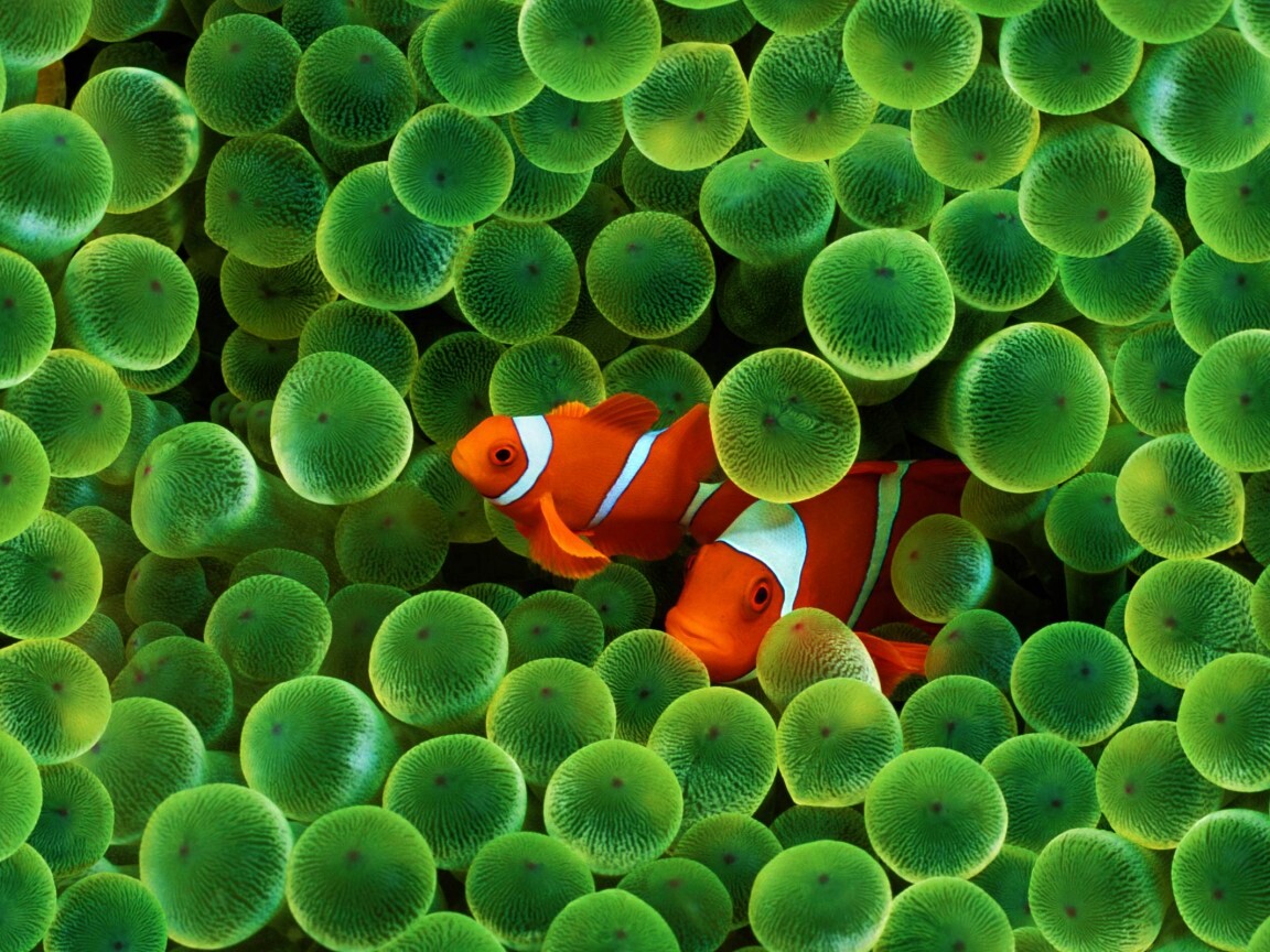 Рыбка клоун стандартные обои iPhone обои