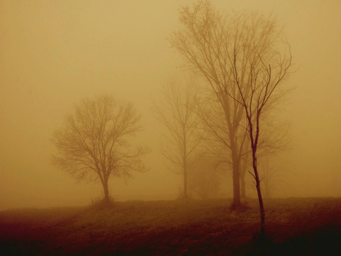 Деревья в тумане обои