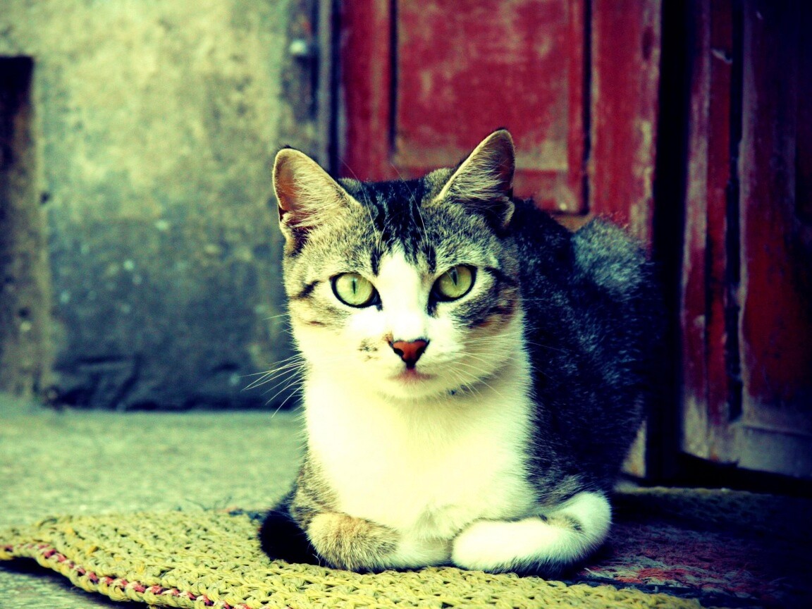 Кошечка на подстилке обои