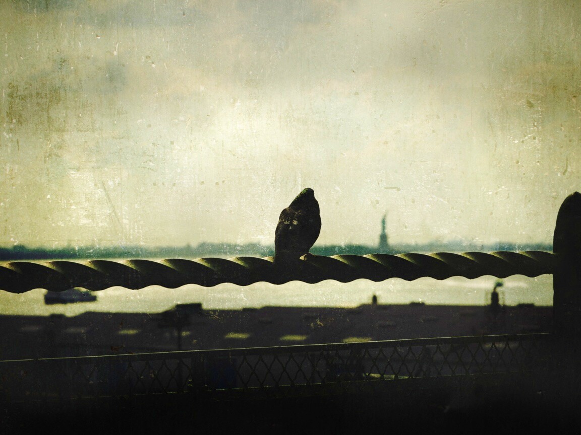 Голубь в Нью-Йоркских доках обои