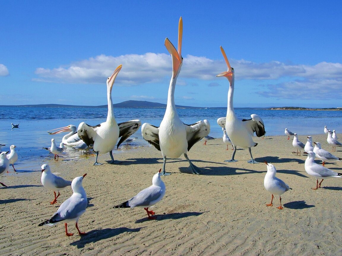 Пеликаны и чайки обои