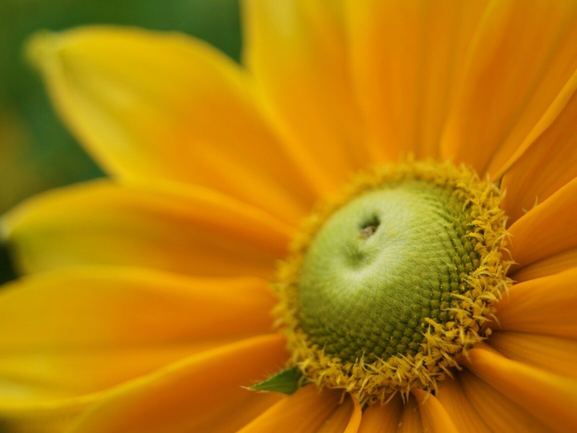 Недозрелый цветок подсолнечника обои