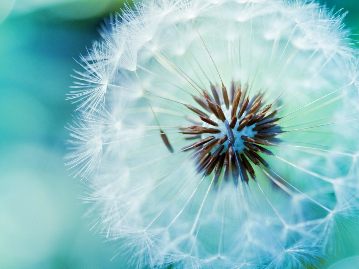 Макро фото одуванчика обои